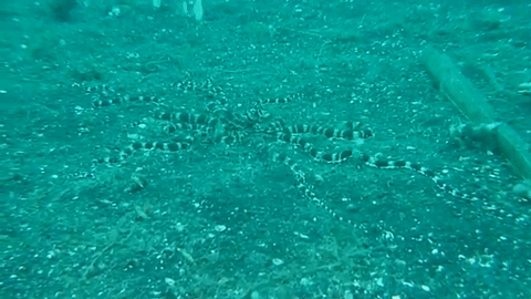 Và loài bạch tuộc bắt chước (mimic octopus), nguyên mẫu của Hank ngoài đời thật cũng có thể làm như vậy. Hãy xem nó hòa mình vào đáy biển hoàn hảo cực kỳ hoàn hảo.