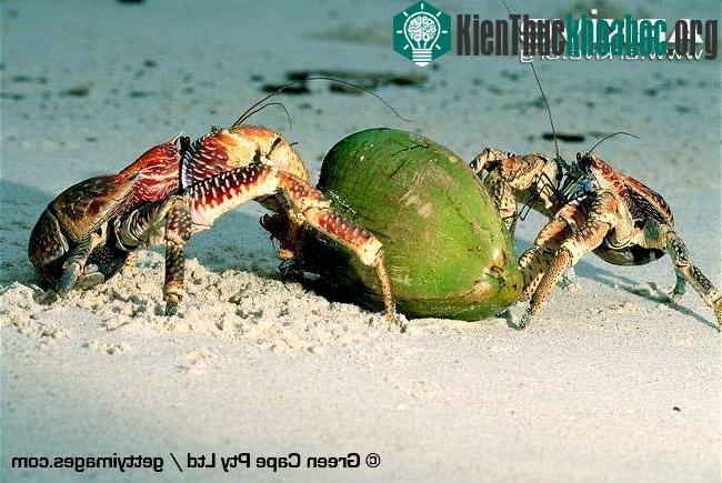 Loài cua Birgus latro khổng lồ có thể nặng tới 4kg, chỉ sống trên cạn và chuyên ăn trái dừa.