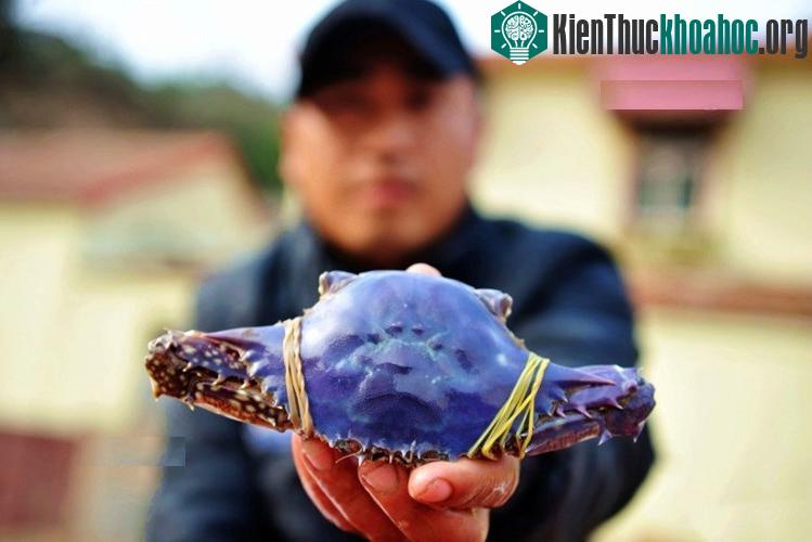 Cận cảnh con cua tím hiếm gặp.