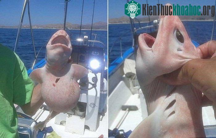 Cá lạ ở Mexico có đôi mắt khác thường.