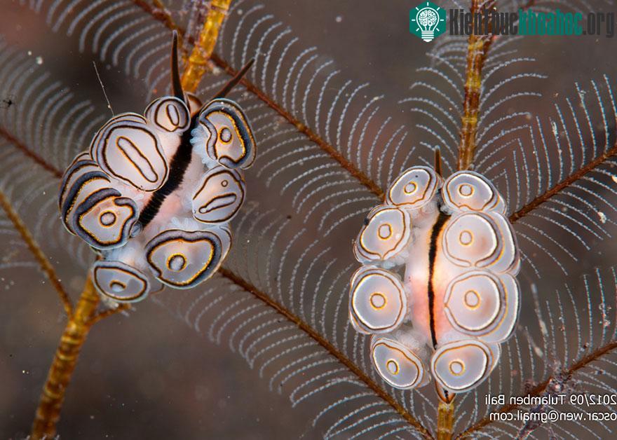 Ceratosoma Amoena khá đẹp mắt với những chiếc lông vũ quyến rũ.