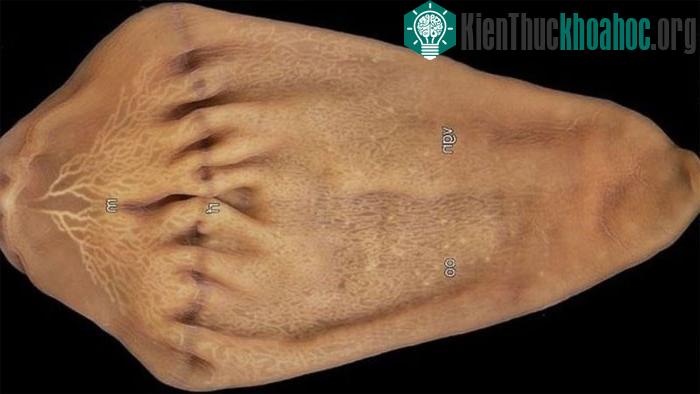 Những hình ảnh phân tích "vớ tím"... (Ảnh: MBARI).