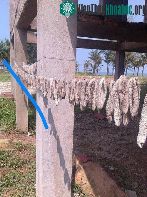 Hải sâm được người dân vớt và phơi ở Phú Quốc.