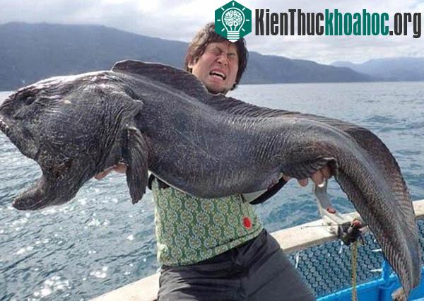 Con cá sói mà anh&nbsp;Hirasaka bắt được có chiều dài lên đến gần 2m.