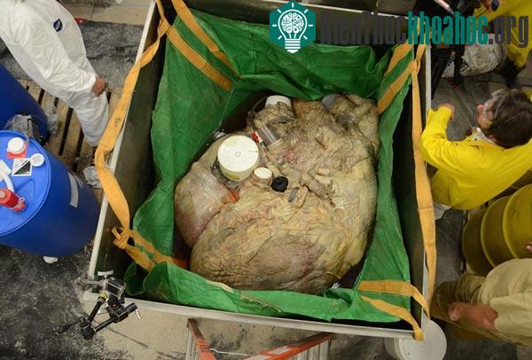 Cận cảnh trái tim "khủng" nhất thế giới của cá voi xanh