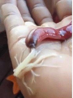 Kinh ngạc với sinh vật kỳ lạ biết phun mạng nhện và có vòi