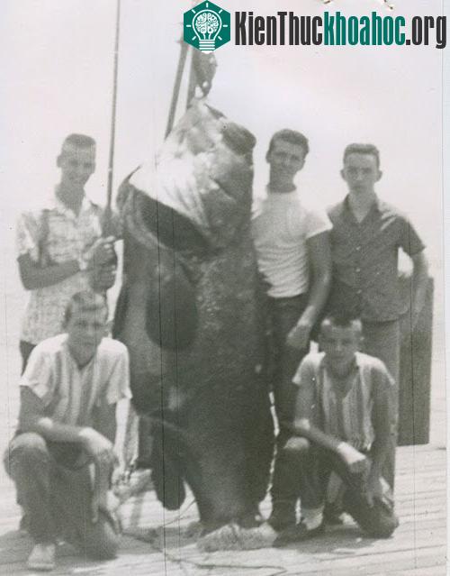 Con cá mú khổng lồ bắt được năm 1961 ở California.