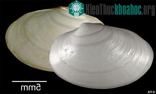 Những con ngao mới được tìm thấy. (Ảnh:&nbsp;