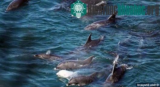 Con cá heo con được chuyển vào Bảo tàng Cá voi Taiji. (Ảnh: SEA SHEPHERD)