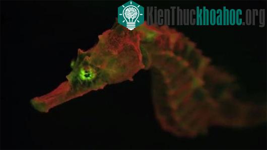 Cá ngựa huỳnh quang - (Ảnh: livescience)