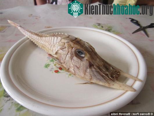 Phát hiện giống cá lạ ở Indonesia