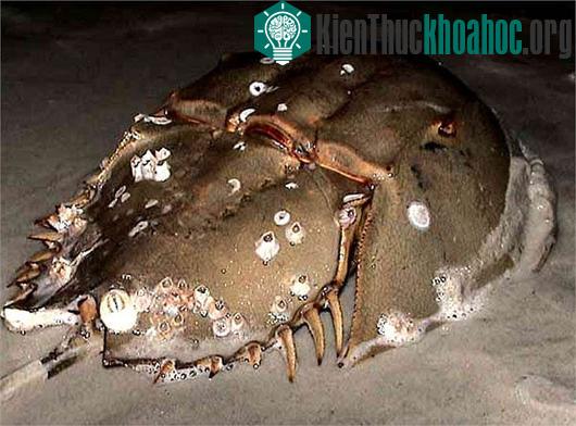 Xe tăng thời tiền sử bò tung tăng dưới biển?