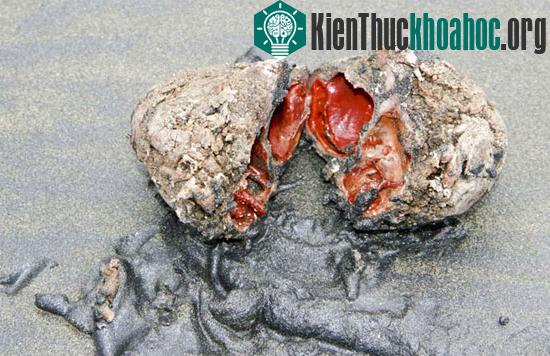 Động vật biển Pyura chilensis