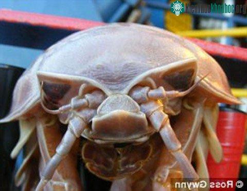 Đụng độ loài mối khổng lồ ảnh 1