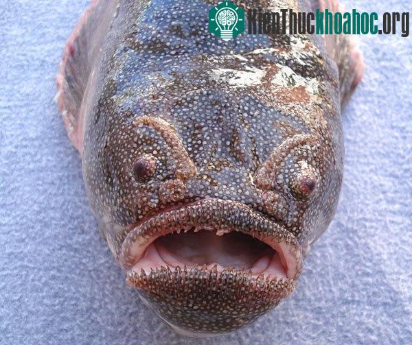 Cá nóc hòm (Coffinfish)