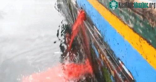 Máu cá heo được tưới xuống biển để dụ dỗ cá mập.