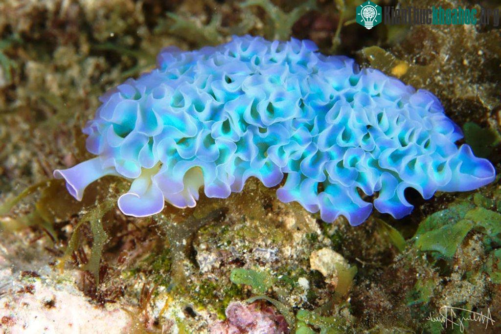 Sên rau diếp biển (Elysia Crispata) ngay từ tên gọi cũng cho người ta cảm giác về hình thù giống loại rau trên cạn.