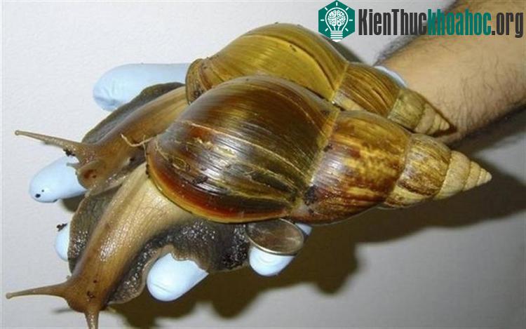 Ốc sên chiến binh (Battle Snail)