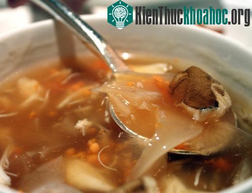 Không chỉ cá mập, mà cá heo cũng bị tàn sát để có được món súp đắt nhất hành tinh này.