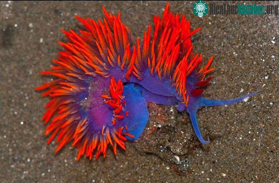 Flabellina Iodinea như một vũ công samba.