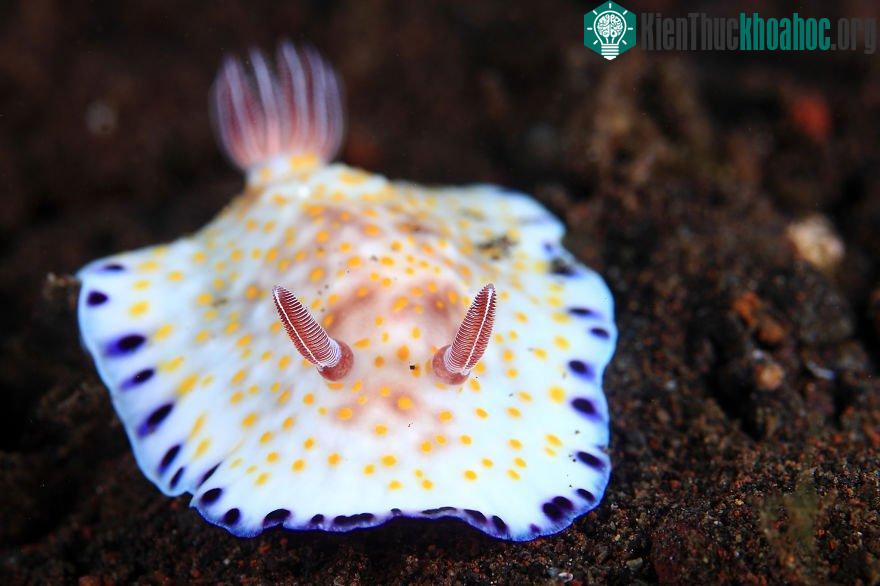 Hai chiếc sừng càng khiến cho sên biển Chromodoris Alius thêm đáng yêu.