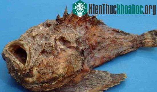 Cá mặt quỷ (Stonefish)