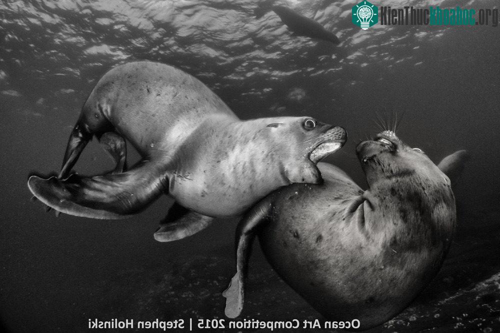 Hai con sư tử biển con đang nghịch ngợm đùa giỡn gần đảo Hornby, British Columbia, Canada.