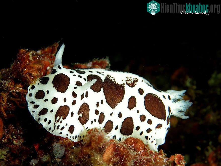 Sên biển bò Địa Trung Hải (Vaquita Suiza) có lẽ bắt nguồn từ hình dạng giống một chú bò sữa.