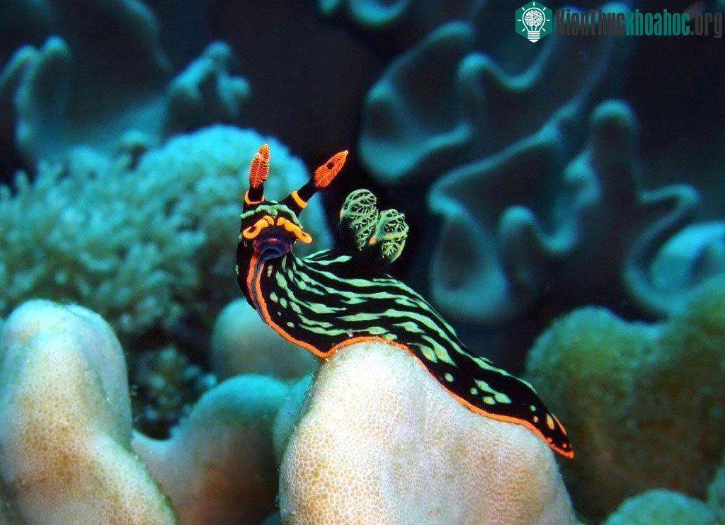 Một con sên biển Nembrotha Kubaryana.