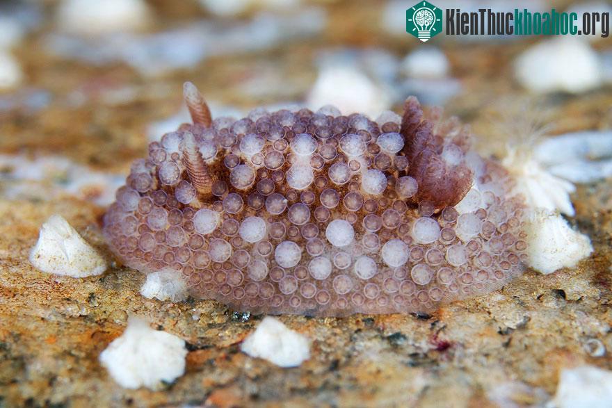 Sên biển Onchidoris Bilamellata.