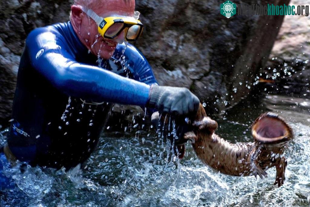 Kỳ giông khổng lồ Nhật Bản (Andrias japonicus)