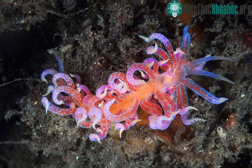 Sên biển Donut Nudibranch.