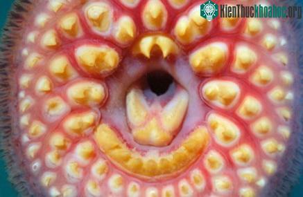 Dùng bẫy tình diệt 'ma cà rồng nước' ảnh 2