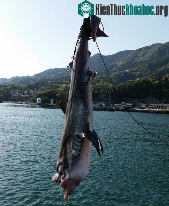 Con cá mập vô cùng hiếm gặp này đã chết khi người ta mới gặp lại nó kể từ năm... 1976. (Ảnh: Twitter).