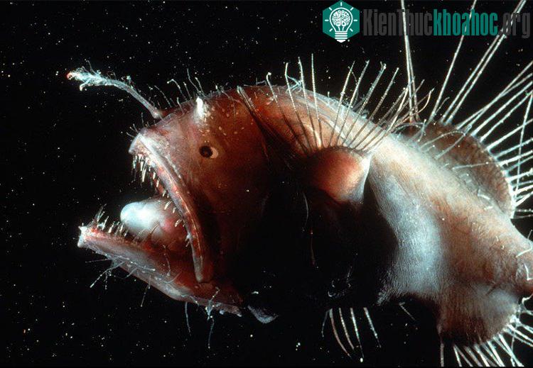 Cá vây chân (Angler Fish)