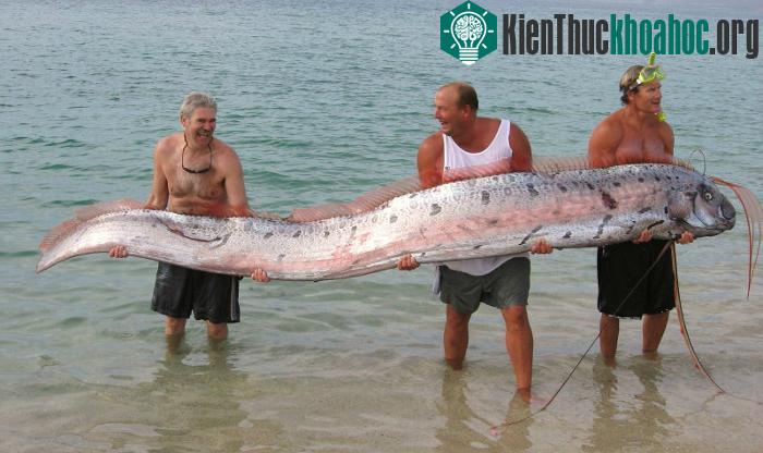 Hình ảnh loài cá rồng biển oarfish.