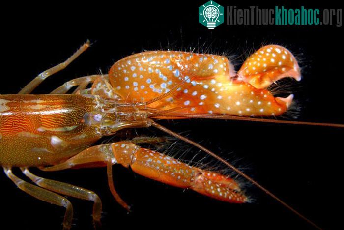 Alpheidae