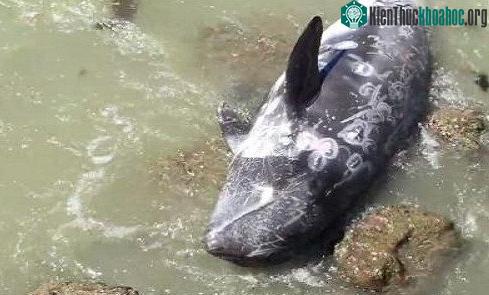 Con cá heo mắc trên bãi đá. (Ảnh: The Dolphin Project).