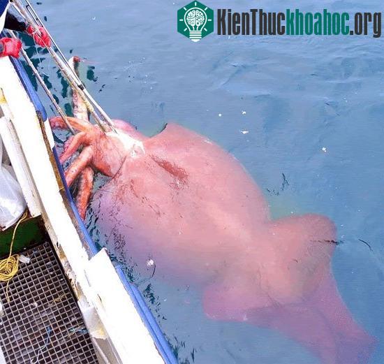 Mối thù truyền kiếp của đại dương: Mực khổng lồ và cá nhà táng