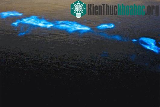 Ánh sáng phát ra từ thân cá heo vào ban đêm