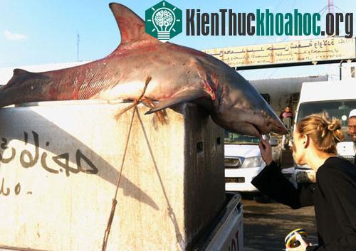 Sau khi xem xét hàm răng của một con cá mập lớn được bày bán, các nhà nghiên cứu cho rằng đây có thể là loài cá mập smoothtooth blacktip (Carcharhinus leiodon). Loài cá mập này từng được cho là đã ...