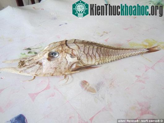 Phát hiện giống cá lạ ở Indonesia
