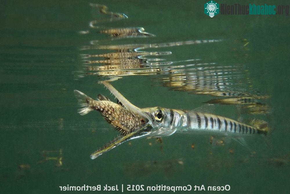 Con cá Tylosorus crocodulis đang đớp lấy một con cá nhỏ khi đang săn mồi ở Vịnh Ouemo thuộc Noumea, New Caledonia.