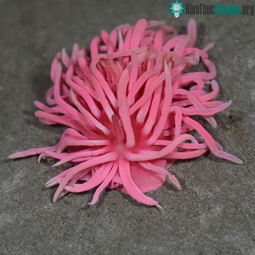 Sên biển Flabellina lại gần như chiếc chổi lau nhà màu hồng.