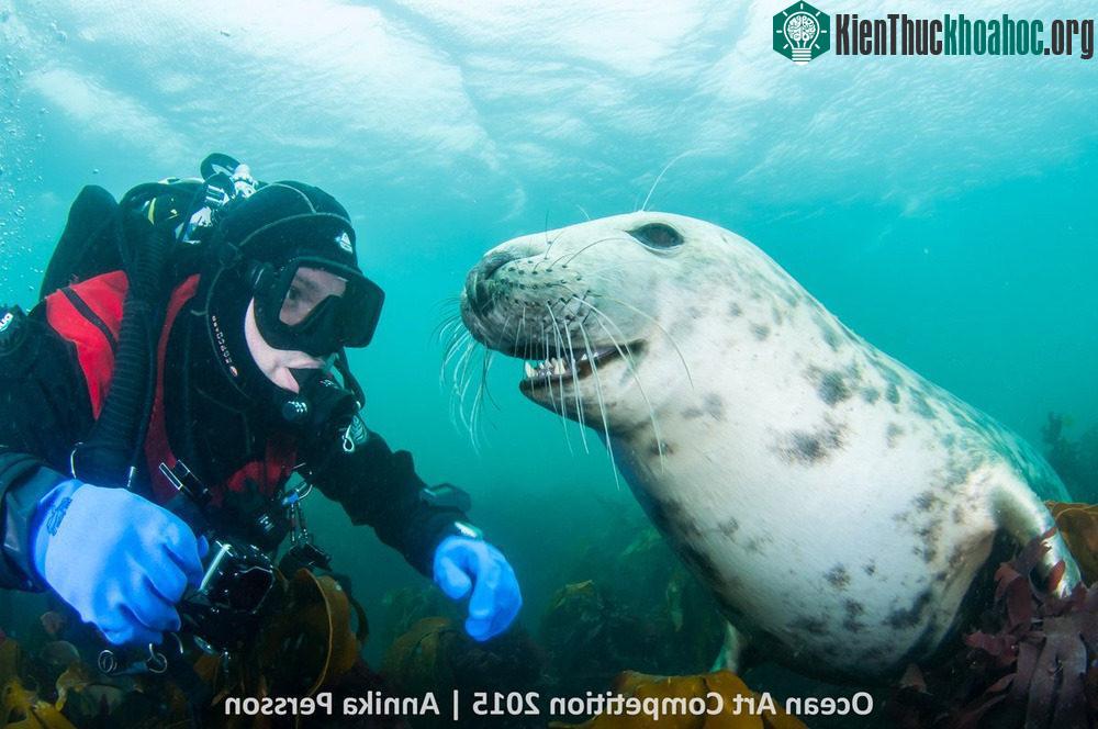 Chú hải cẩu xám tinh nghịch nở nụ cười với một thợ lặn phía xa đảo Farnes, vương quốc Anh.