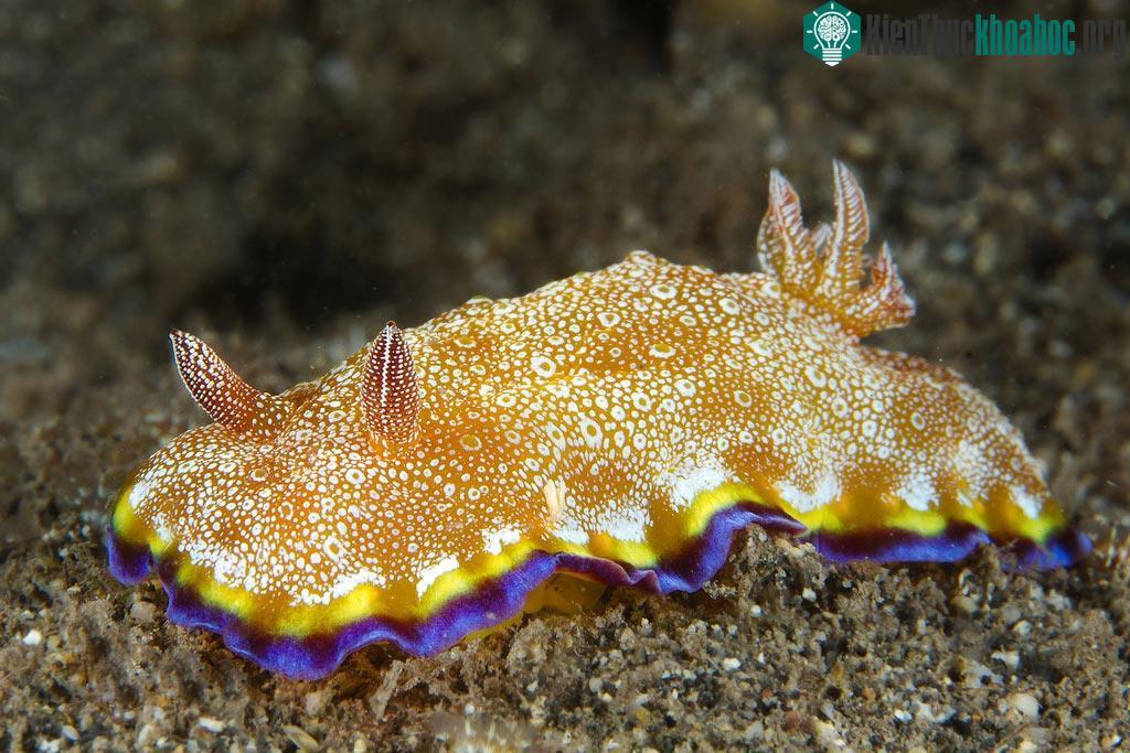 Sên biển Goniobranchus Albopunctatus.