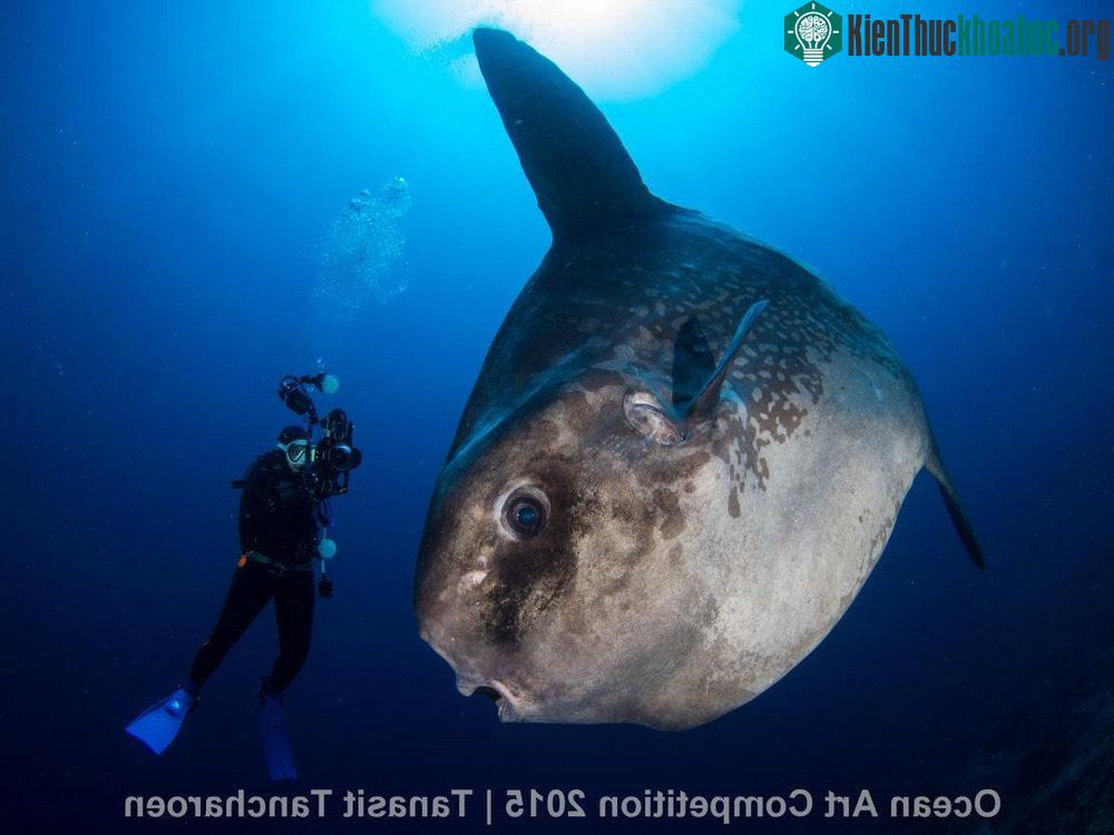 Con cá thái dương khổng lồ đang trồi lên từ đáy biển nhằm giải thoát khỏi đám ký sinh trùng ở vịnh Crystal, Indonesia