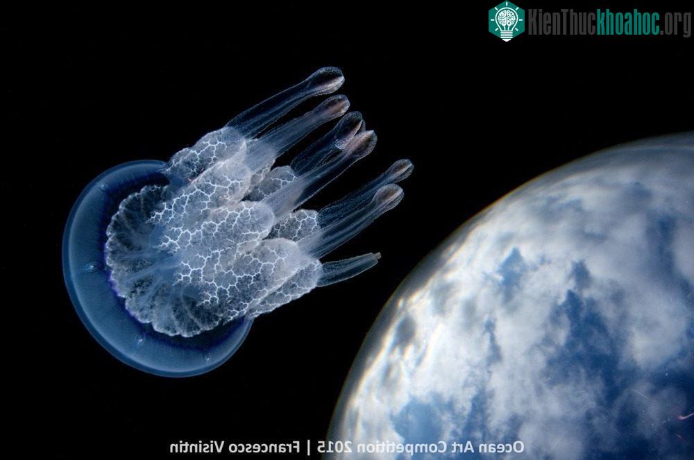 Bức ảnh chụp loài sứa thùng (tên khoa học là Rhizostoma pulmo) ở khu vực Forte dei Marmi, Ý đã chiến thắng hạnh mục "Wide - angle".