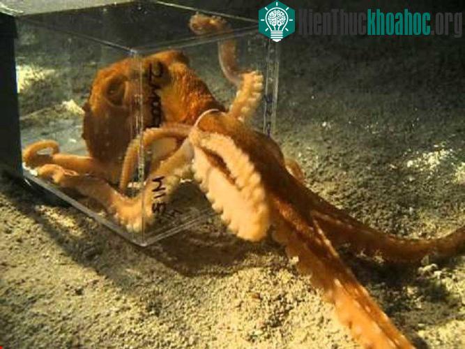 Loài bạch tuộc này có thể khéo léo ép cơ thể lọt qua những chiếc lỗ rất nhỏ