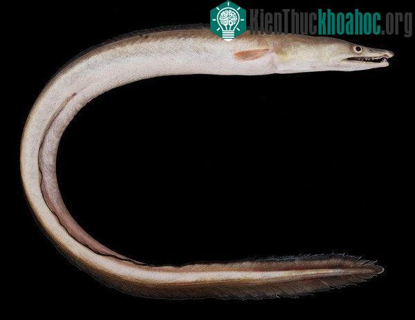 Pike Eel.
